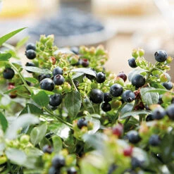 Blueberry BerryBux 12 Blueberry BerryBux -Yougarden Online Store 310186 5