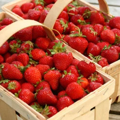 Strawberry 'Cambridge Favourite' 7 Strawberry 'Cambridge Favourite' -Yougarden Online Store 320003 3