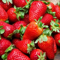 Everbearer Strawberry 'Sweet Summer' -Yougarden Online Store 320070 2