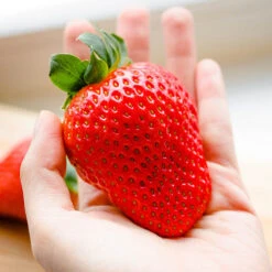 Strawberry 'Sweet Colossus' 5 Strawberry 'Sweet Colossus' -Yougarden Online Store 320074 2