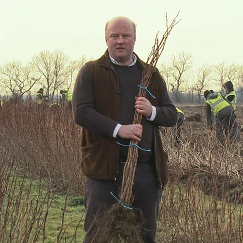 Raspberry Long-Cane 4 Raspberry Long-Cane - Image 4
