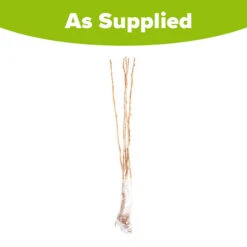 Raspberry Long-Cane 9 Raspberry Long-Cane -Yougarden Online Store 330002 4