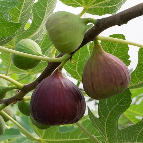 Hardy Fig 'Brown Turkey' 1 Hardy Fig 'Brown Turkey'