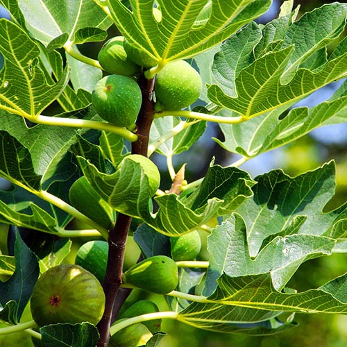 Hardy Fig 'Brown Turkey' 2 Hardy Fig 'Brown Turkey' - Image 2