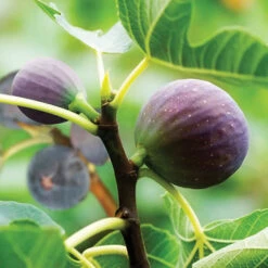 Hardy Fig 'Brown Turkey' 10 Hardy Fig 'Brown Turkey' -Yougarden Online Store 340029 2