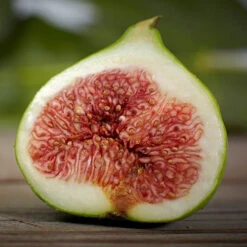Hardy Fig 'Brown Turkey' 11 Hardy Fig 'Brown Turkey' -Yougarden Online Store 340029 3