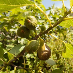 Hardy Fig 'Brown Turkey' 12 Hardy Fig 'Brown Turkey' -Yougarden Online Store 340029 4