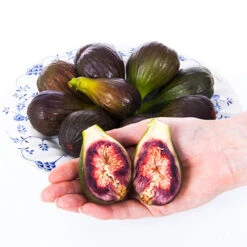 Hardy Fig 'Brown Turkey' 13 Hardy Fig 'Brown Turkey' -Yougarden Online Store 340029 5