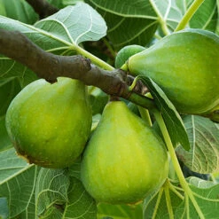 Hardy Fig 'Brown Turkey' 14 Hardy Fig 'Brown Turkey' -Yougarden Online Store 340029 6