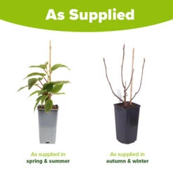 Hardy Fig 'Brown Turkey' 15 Hardy Fig 'Brown Turkey' -Yougarden Online Store 340029 7