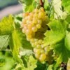 White Grape Vine
