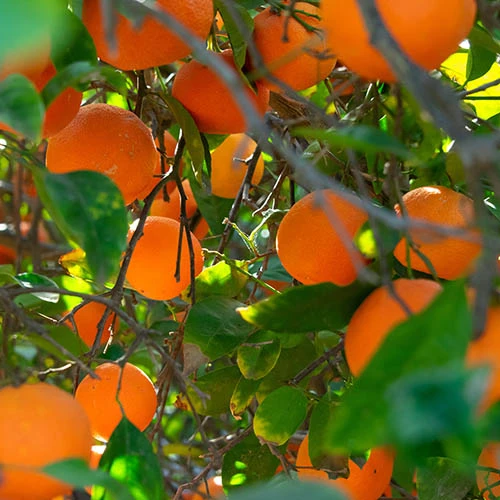 Blood Orange Citrus 3 Blood Orange Citrus - Image 3