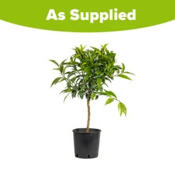 Blood Orange Citrus 7 Blood Orange Citrus -Yougarden Online Store 340042 3