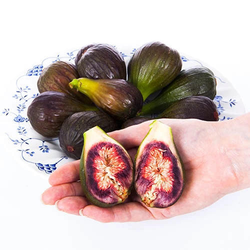 Fig 'Brown Turkey' Standard 6 Fig 'Brown Turkey' Standard - Image 6