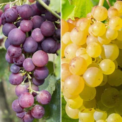 Pair Of Table Grape Vines
