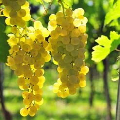 Pair Of Table Grape Vines 11 Pair Of Table Grape Vines -Yougarden Online Store 340070 2