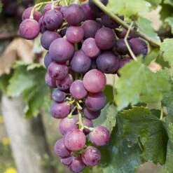 Pair Of Table Grape Vines 12 Pair Of Table Grape Vines -Yougarden Online Store 340070 3