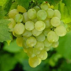 Pair Of Table Grape Vines 13 Pair Of Table Grape Vines -Yougarden Online Store 340070 4