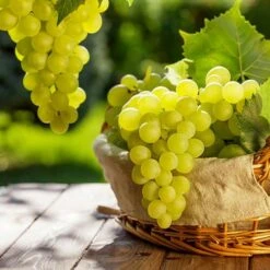 Pair Of Table Grape Vines 15 Pair Of Table Grape Vines -Yougarden Online Store 340070 6