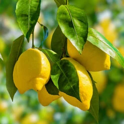 Citrus Grove Collection, Orange, Lemon And Lime -Yougarden Online Store 340081 2
