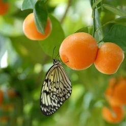 Citrus Grove Collection, Orange, Lemon And Lime -Yougarden Online Store 340081 4