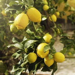 Citrus Grove Collection, Orange, Lemon And Lime -Yougarden Online Store 340081 5