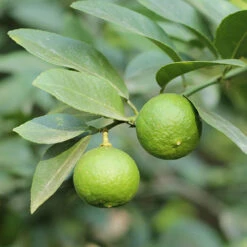 Citrus Grove Collection, Orange, Lemon And Lime -Yougarden Online Store 340081 6