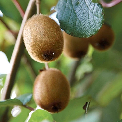 Actinidia Deliciosa - Kiwi Fruit 'Jenny' 1 Actinidia Deliciosa - Kiwi Fruit 'Jenny'