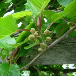 Actinidia Deliciosa - Kiwi Fruit 'Jenny' 8 Actinidia Deliciosa - Kiwi Fruit 'Jenny' -Yougarden Online Store 340098 3
