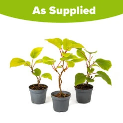 Actinidia Deliciosa - Kiwi Fruit 'Jenny' 9 Actinidia Deliciosa - Kiwi Fruit 'Jenny' -Yougarden Online Store 340098 4