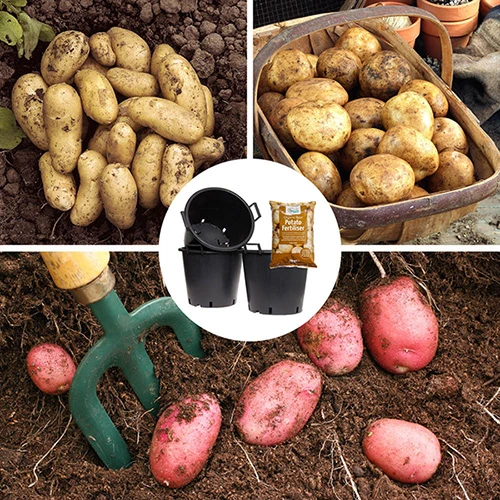 Complete Patio Potato Growing Kit 1 Complete Patio Potato Growing Kit