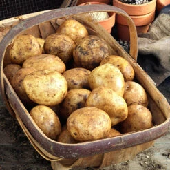 Complete Patio Potato Growing Kit 13 Complete Patio Potato Growing Kit -Yougarden Online Store 350007 4