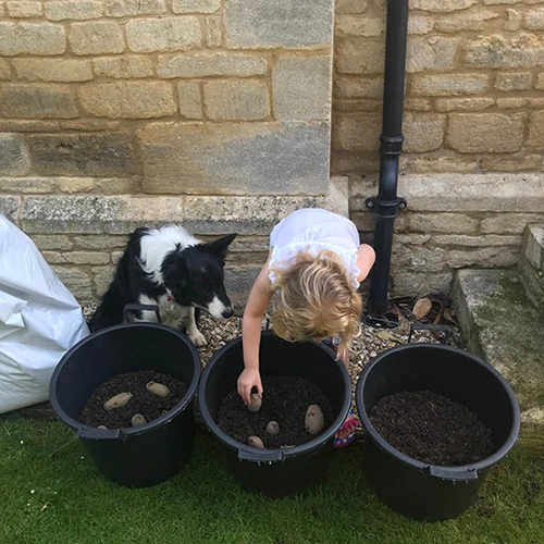 Complete Patio Potato Growing Kit 6 Complete Patio Potato Growing Kit - Image 6