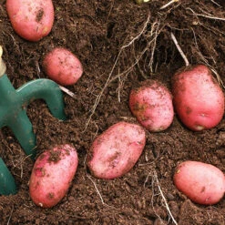 Patio Potato Pack -Yougarden Online Store 350067 4