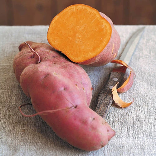 Sweet Potato Ipomoea Erato Orange 1 Sweet Potato Ipomoea Erato Orange