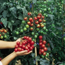 'Tumbling Tom' Tomato 9 'Tumbling Tom' Tomato -Yougarden Online Store 370026 3