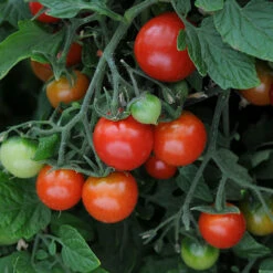 'Tumbling Tom' Tomato 10 'Tumbling Tom' Tomato -Yougarden Online Store 370026 4