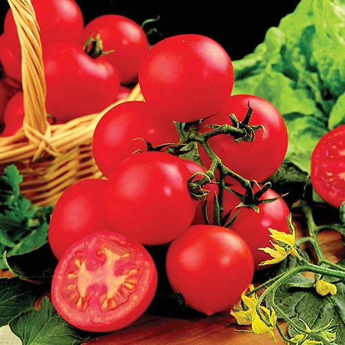 Tomato Shirley F1 1 Tomato Shirley F1