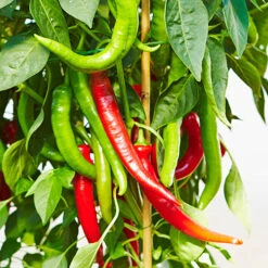 Chilli Collection -Yougarden Online Store 370073 2