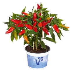Chilli Collection -Yougarden Online Store 370073 3