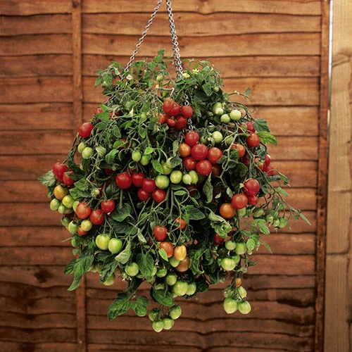 Patio Vegetable Collection 2 Patio Vegetable Collection - Image 2