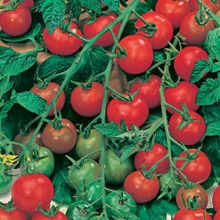 Tomato Collection 6 Tomato Collection -Yougarden Online Store 370092 2