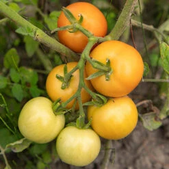 Tomato Collection 9cm X 3 -Yougarden Online Store 370100 3