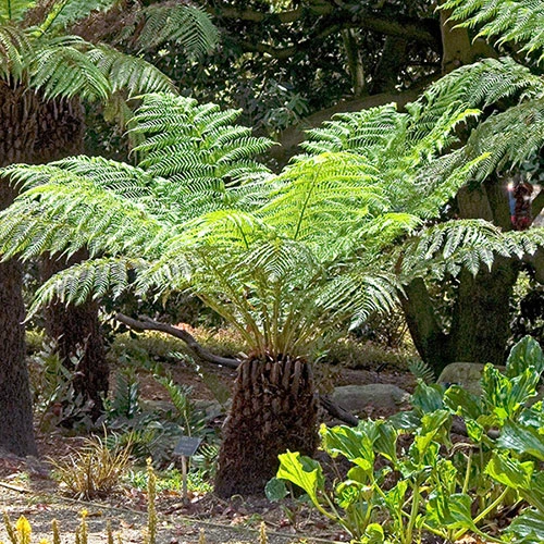 Tree Fern (Dicksonia Antarctica) 0.5ft/20cm Potter 4 Tree Fern (Dicksonia Antarctica) 0.5ft/20cm Potter - Image 4
