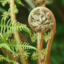 Tree Fern (Dicksonia Antarctica) 0.5ft/20cm Potter 11 Tree Fern (Dicksonia Antarctica) 0.5ft/20cm Potter -Yougarden Online Store 500069 4