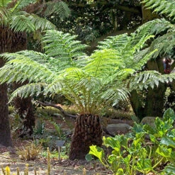 Tree Fern Dicksonia Antarctica Log -Yougarden Online Store 500071 3