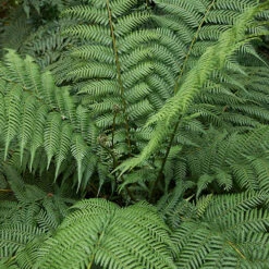 Tree Fern Dicksonia Antarctica Log -Yougarden Online Store 500071 5