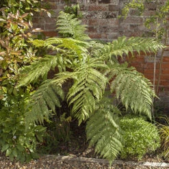 Tree Fern Dicksonia Antarctica Log -Yougarden Online Store 500071 6