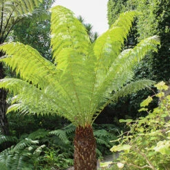 Tree Fern 'Dicksonia Antarctica' Log - 3 Foot Tall -Yougarden Online Store 500072 2