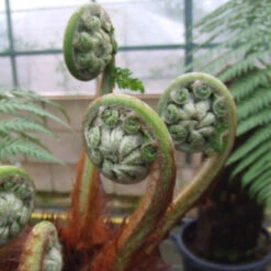 Tree Fern 'Dicksonia Antarctica' Log - 3 Foot Tall -Yougarden Online Store 500072 7